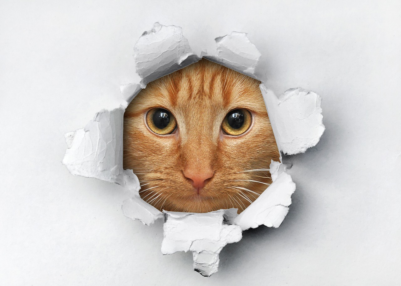 Gatti e triturati di carta igienica: 10 giocattoli felini per passare la corsa dei tori