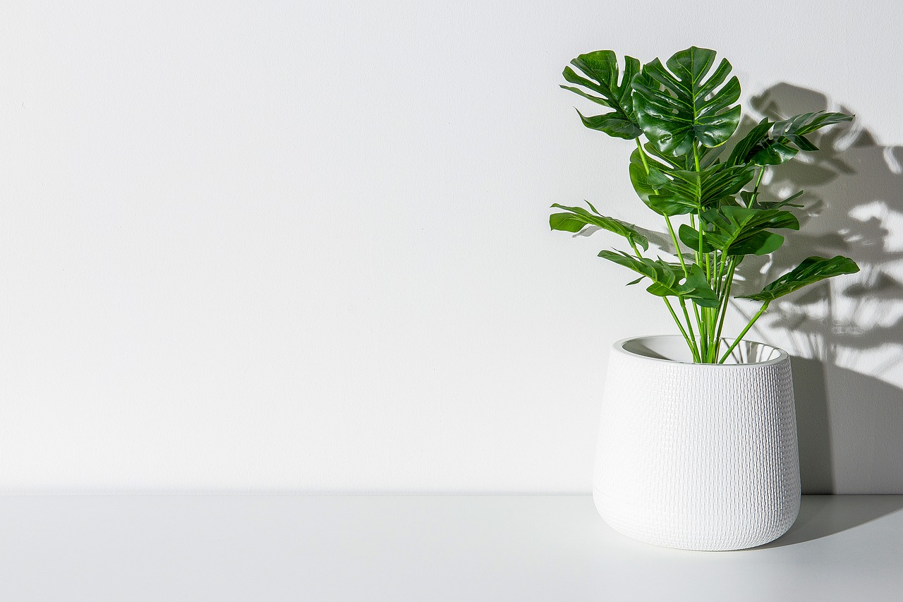 Come decorare il tuo soggiorno con bellissime piante in vaso e senza terra